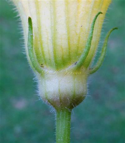  Male Flower